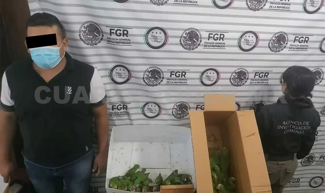 Rescatan a 40 cotorros que viajaban hacinados en caja