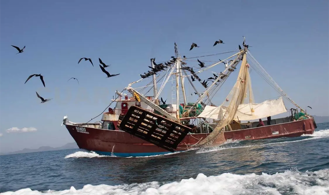 Los organismos federales señalan que la pesca de camarón es un rubro con importancia económica. Cortesía