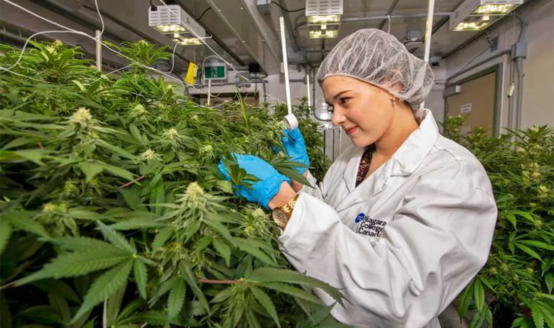 Critican despenalización de la marihuana en Congreso