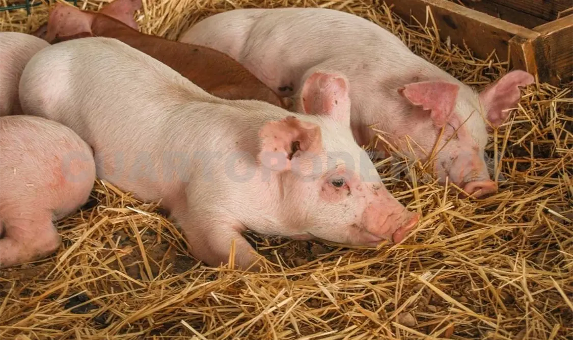 Chiapas produjo casi 30 mil toneladas de cerdo