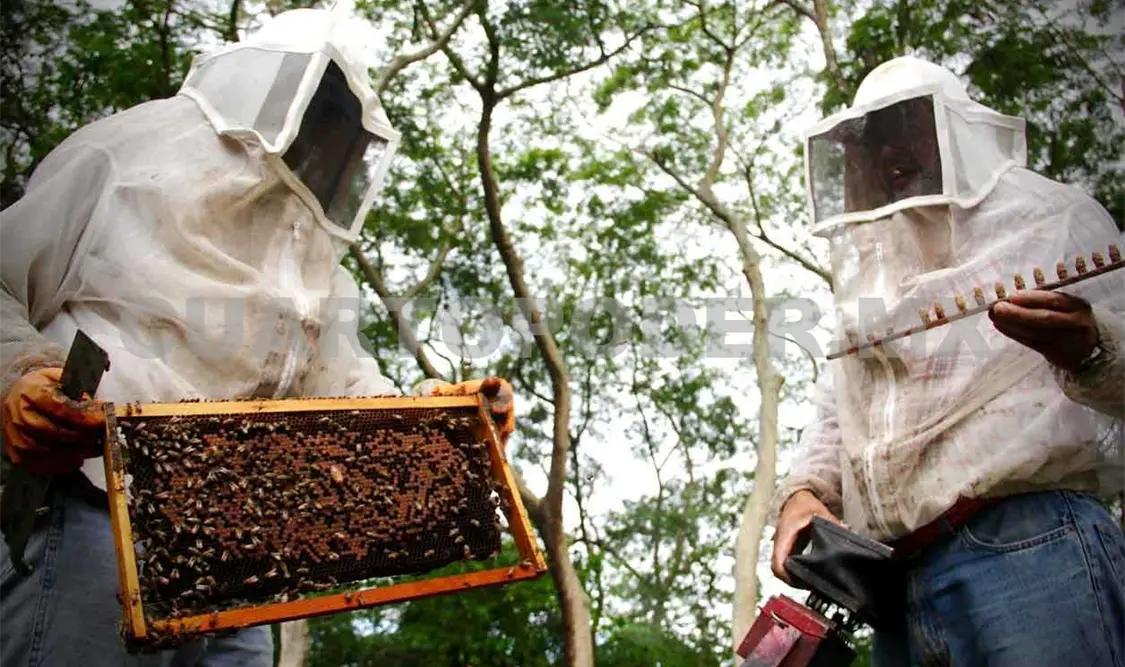 Baja producción de miel en comunidades de Cancuc
