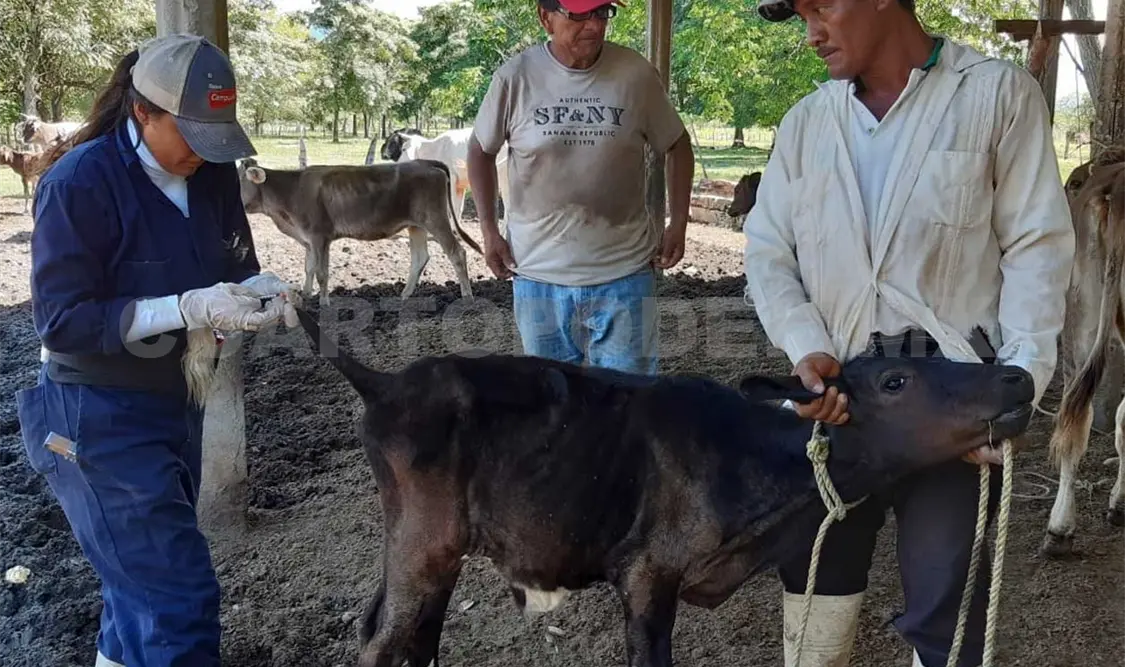 Refuerzan combate a tuberculosis y brucelosis