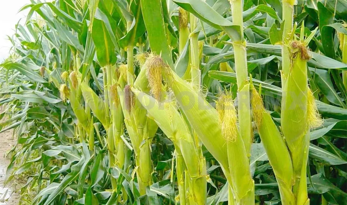 Buscan elevar rendimiento de cultivos agrícolas
