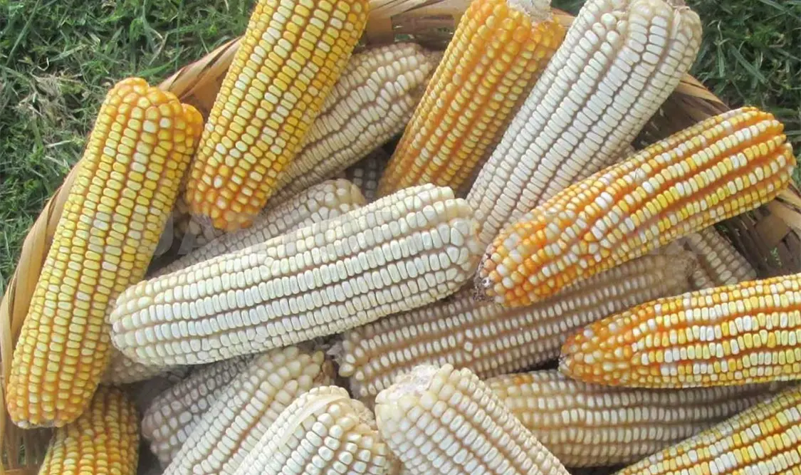 El Cimmyt ha promovido diversos proyectos en diferentes municipios sobre el cultivo de maíz. Cortesía