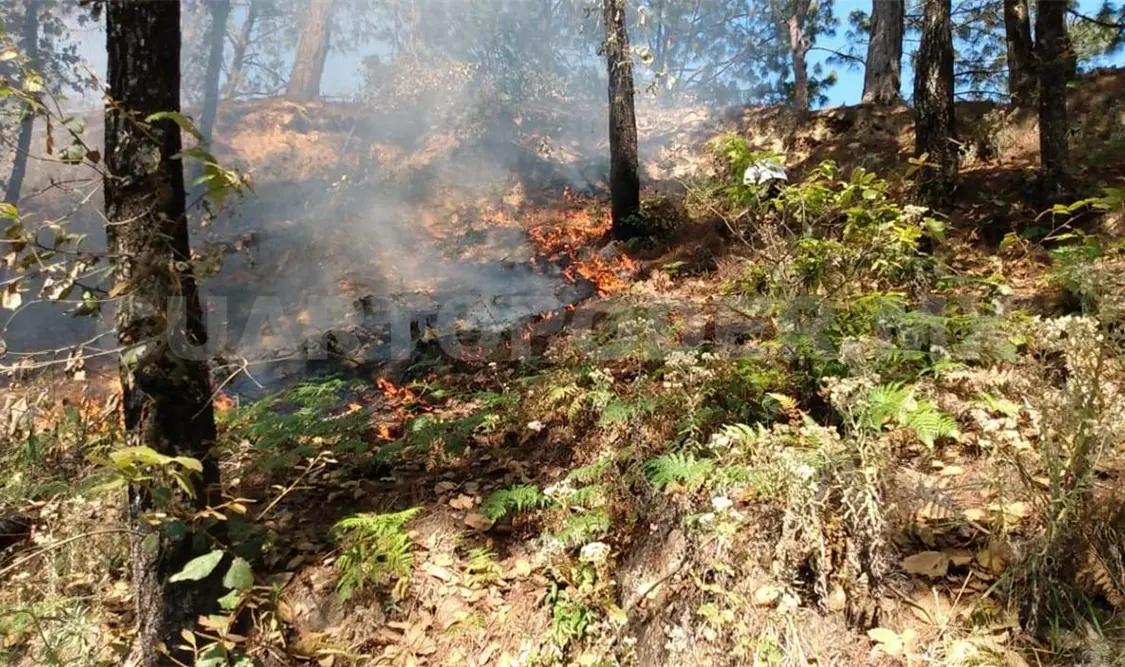 Las quemas agropecuarias sí están reguladas: Sader