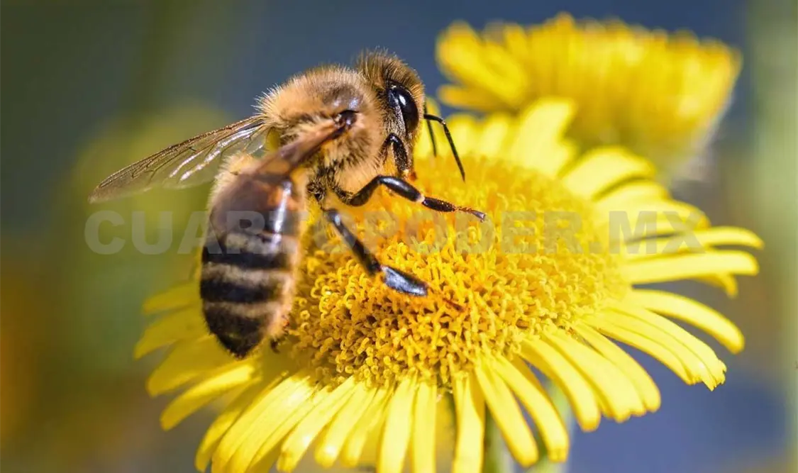 ¿Cómo producen las abejas la miel?
