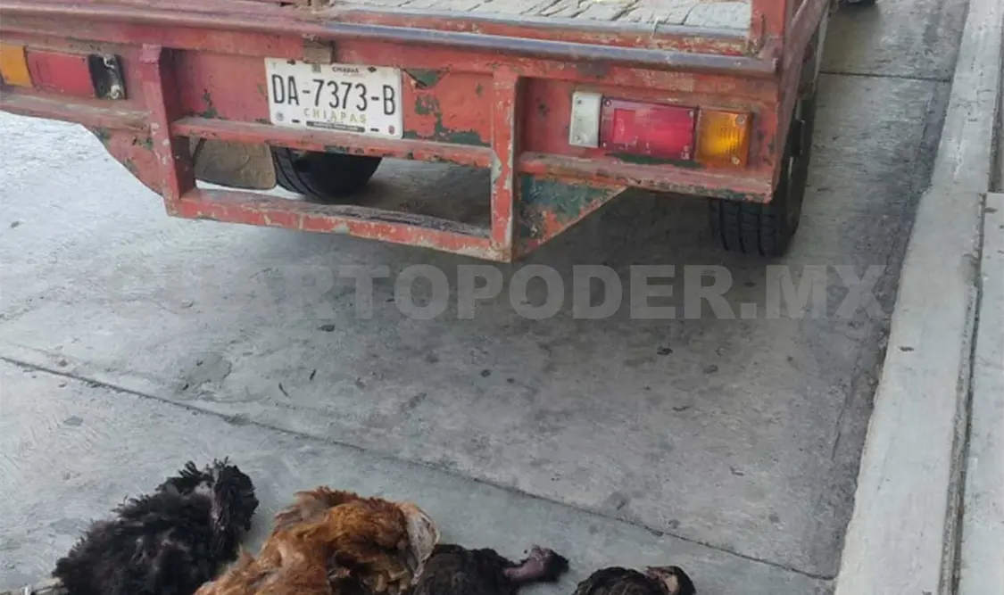 Detienen en flagrancia a presunto ladrón de aves