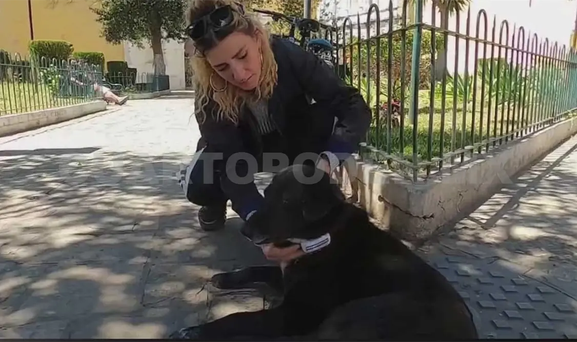 Monitorean comportamiento de perros callejeros