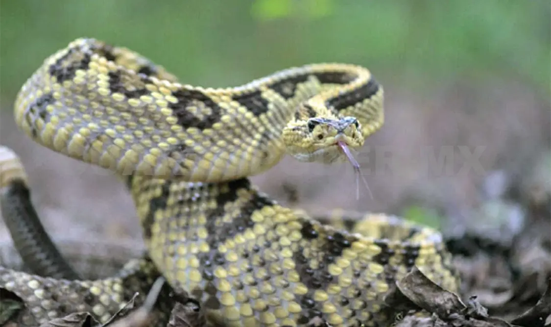 Descubren dos nuevas especies de cascabel