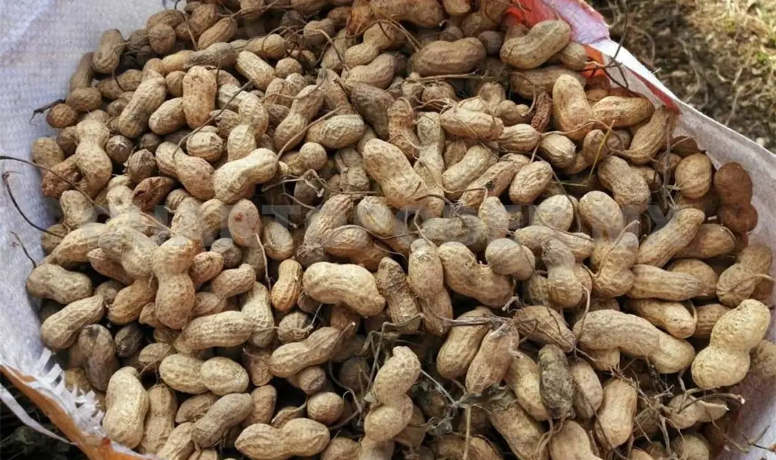 Chiapas, segundo estado en producción de cacahuate