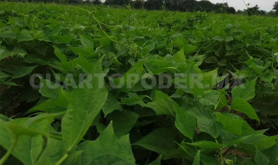 Variedad de frijol combate virus del mosaico dorado