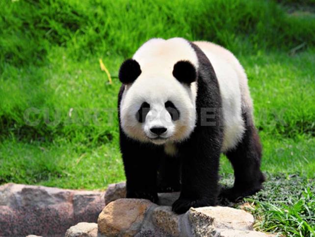 Oso panda 🐼 ¡Todo sobre nuestro animal favorito! 