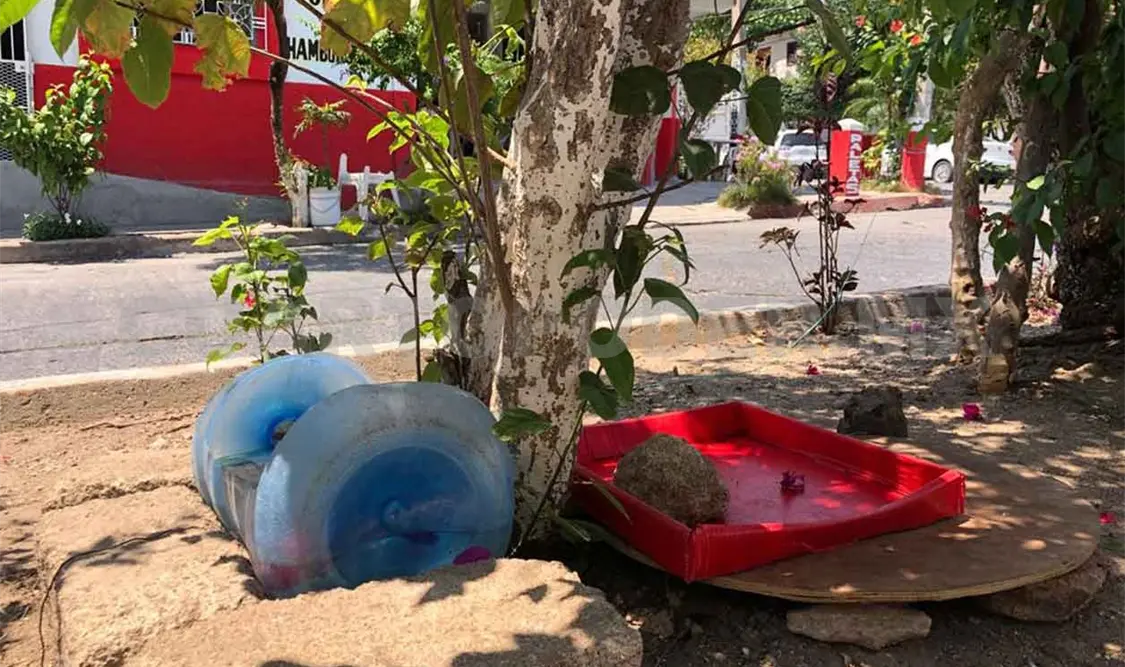 Invitan a colocar agua y alimentos para animales