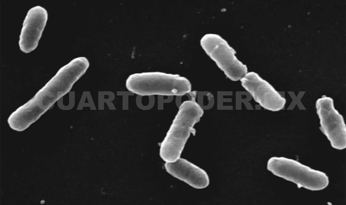 Investigador crea biofertilizante a través de bacteria