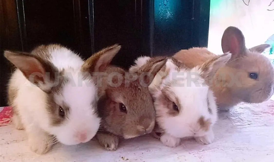 Inicia vacunación para conejos mascota