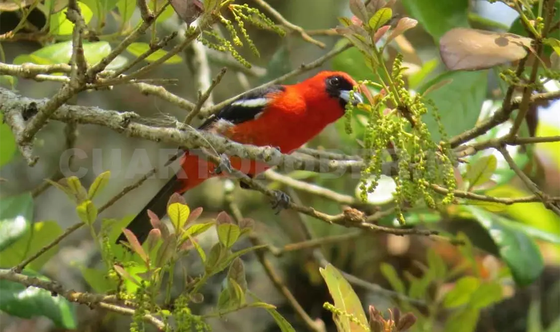 Deforestación acelera pérdida de flora y fauna natural
