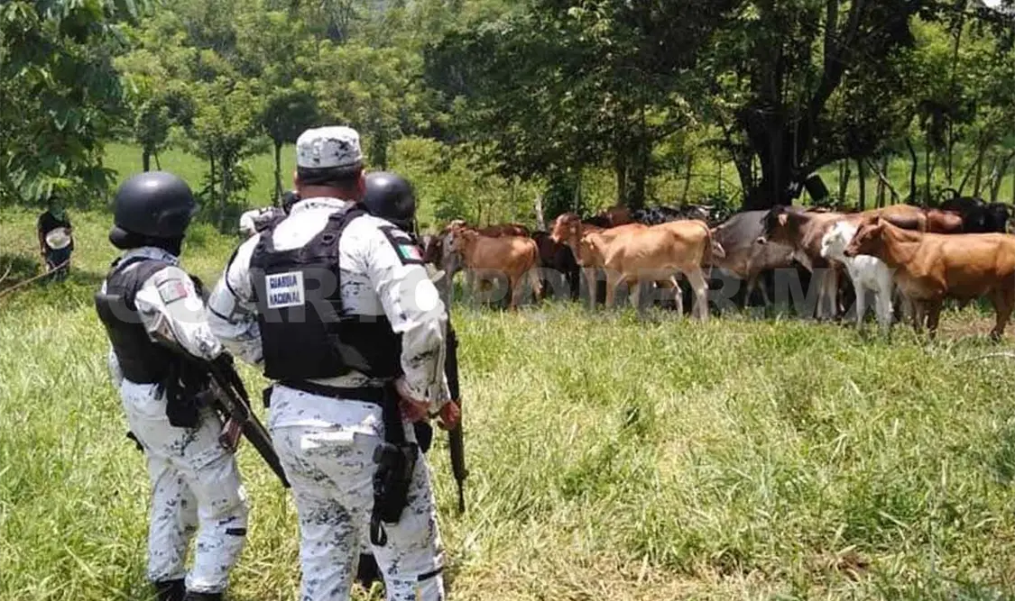 Exhortan a coordinar más acciones contra el abigeato