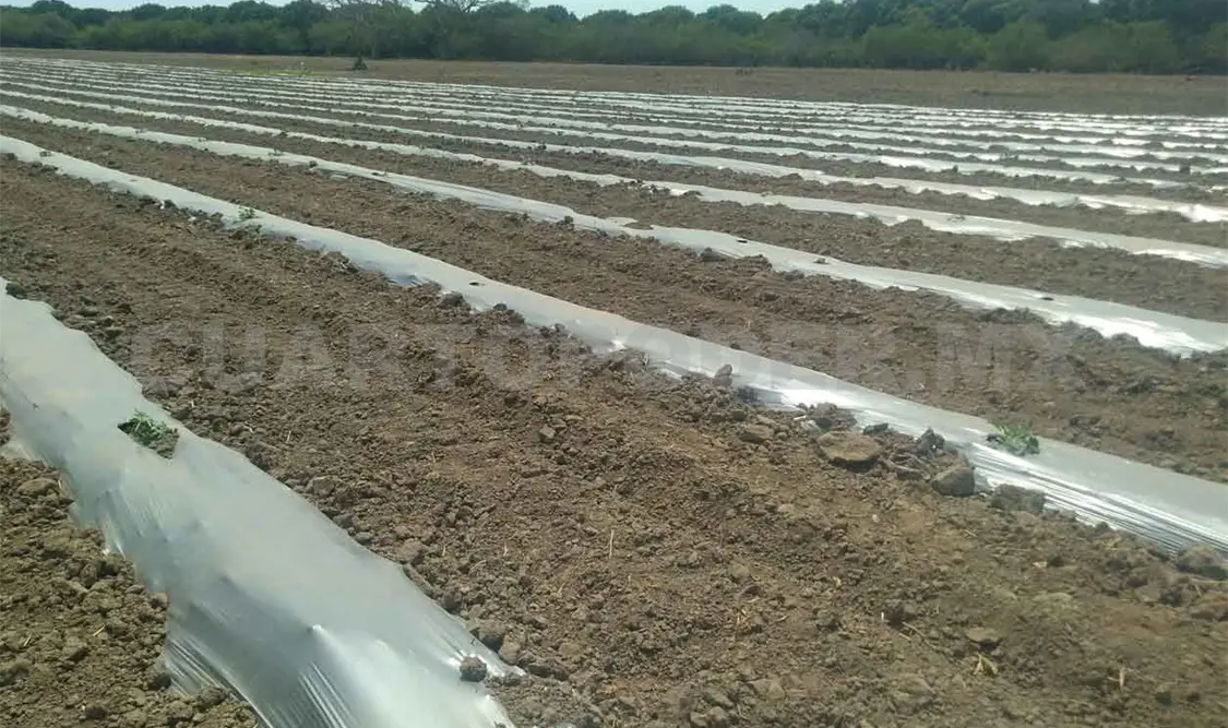 Mujeres campesinas buscan créditos en Tonalá