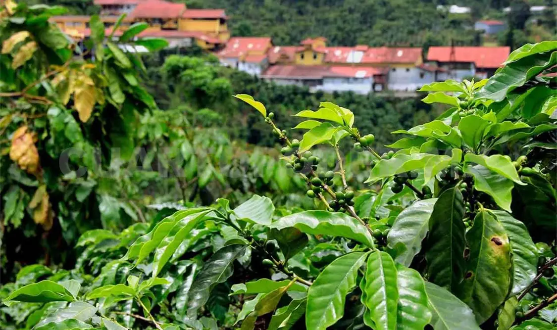 Cafeticultura, estancada y sin competitividad