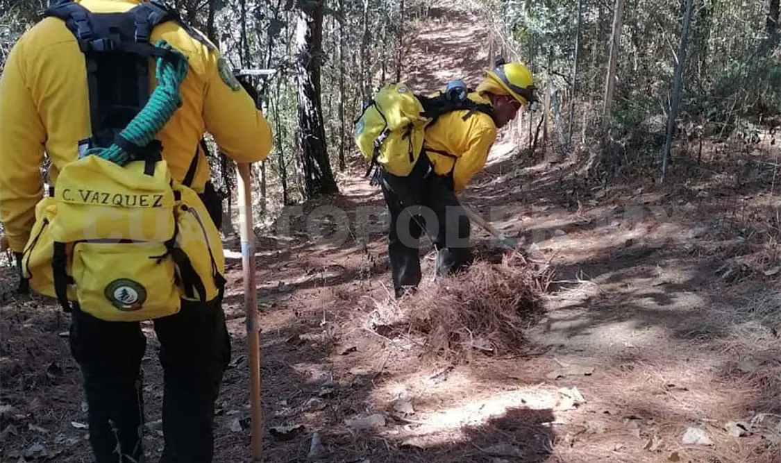 Se dio mantenimiento a las brechas cortafuego que están en los límites del Cecibach de los Altos de Chiapas. CP