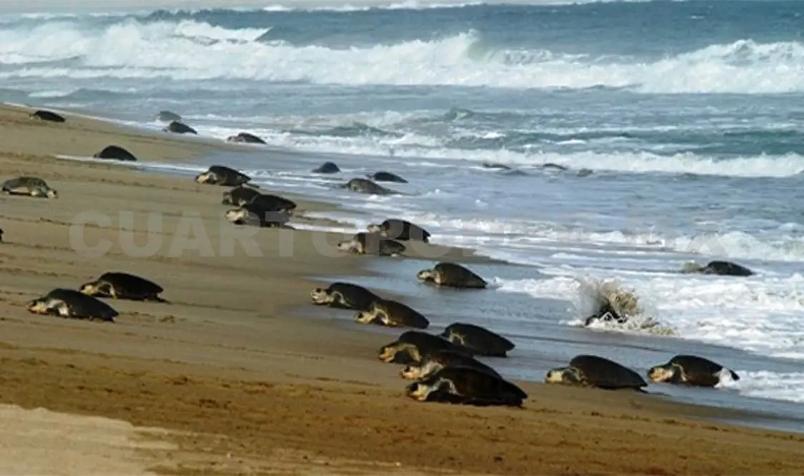 La especie marina ya se encuentra en peligro de extinción y la reproducción es cada vez más lenta. Cortesía
