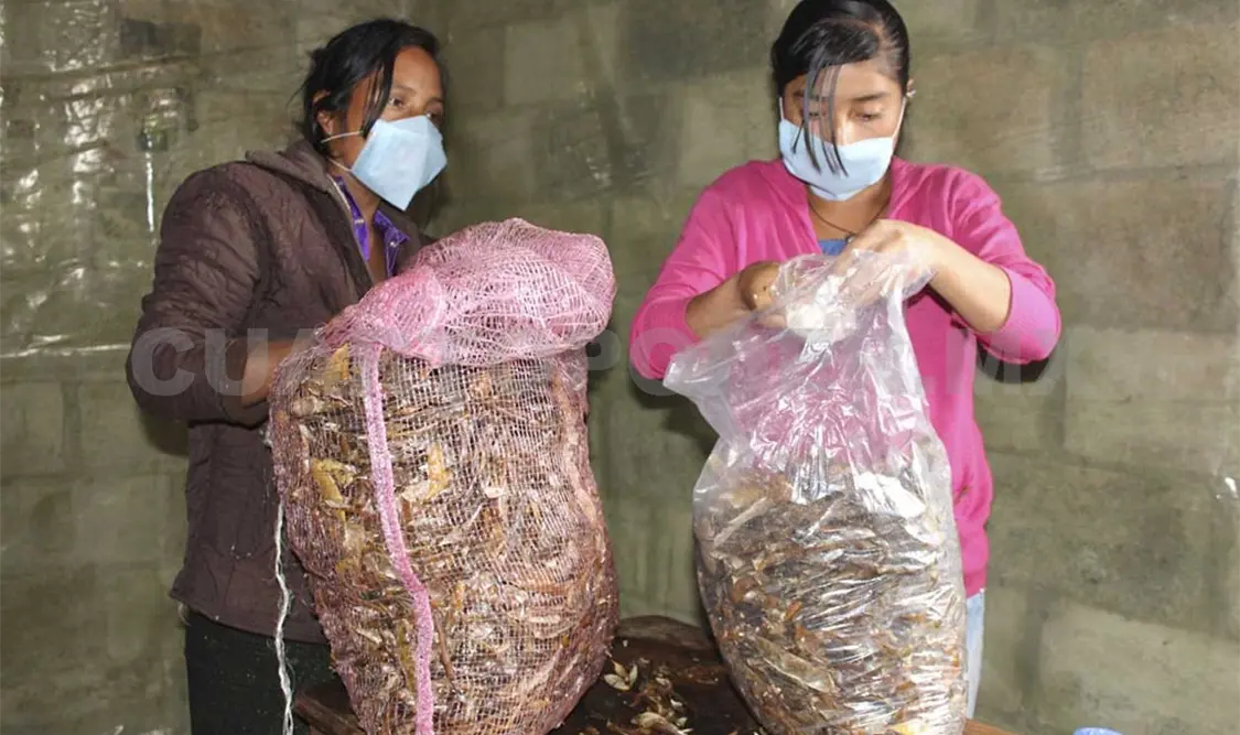 Promueven la plantación de hongo seta