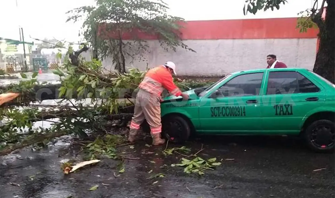 Árbol cae encima de taxi; chofer resulta ileso