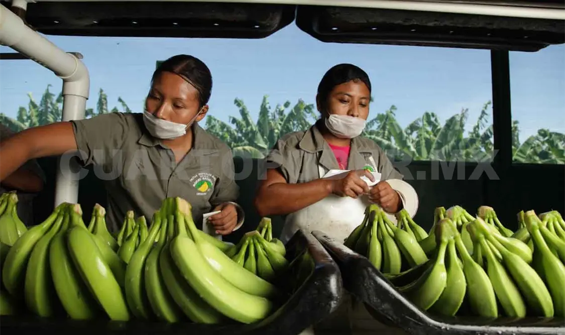 Continúa Chiapas entre principales productores