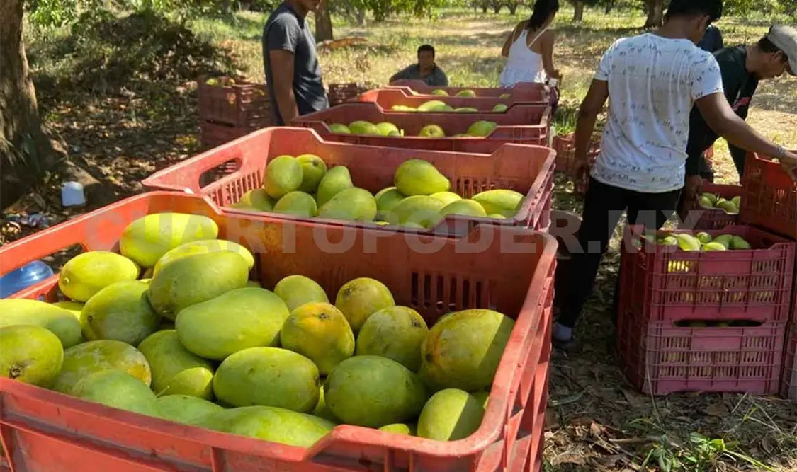 Exportan mango orgánico a Estados Unidos y Holanda