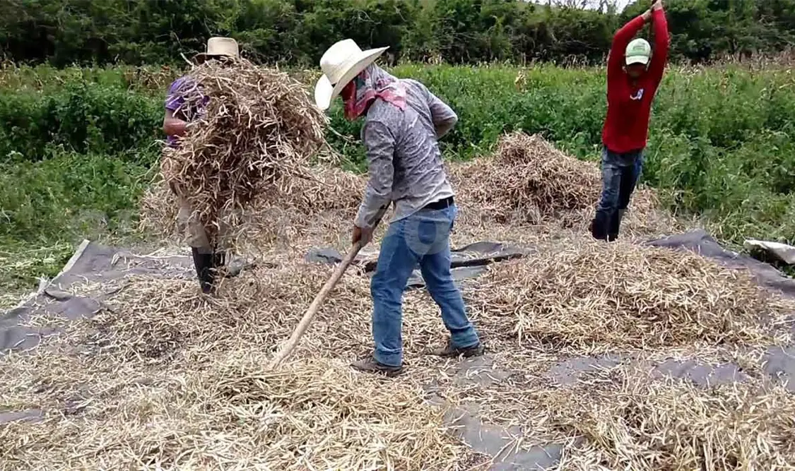 Cambio climático y pandemia afectan cultivos