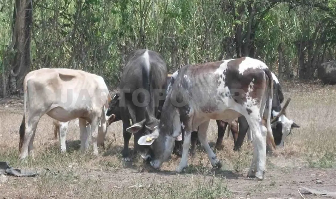 Preocupa a ganaderos enfermedad en vacas