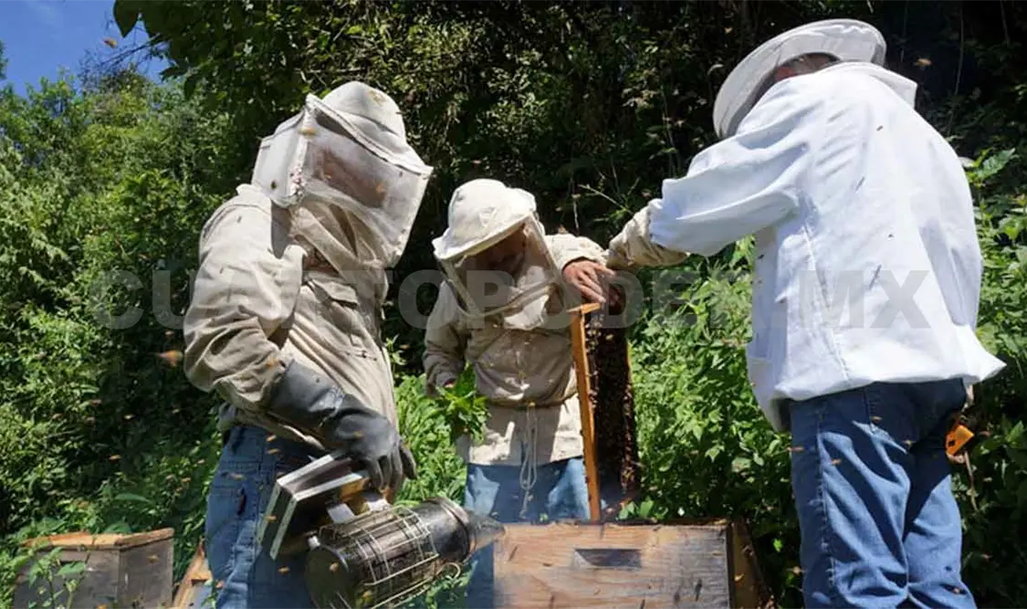 Resaltan apicultura hecha en Los Altos