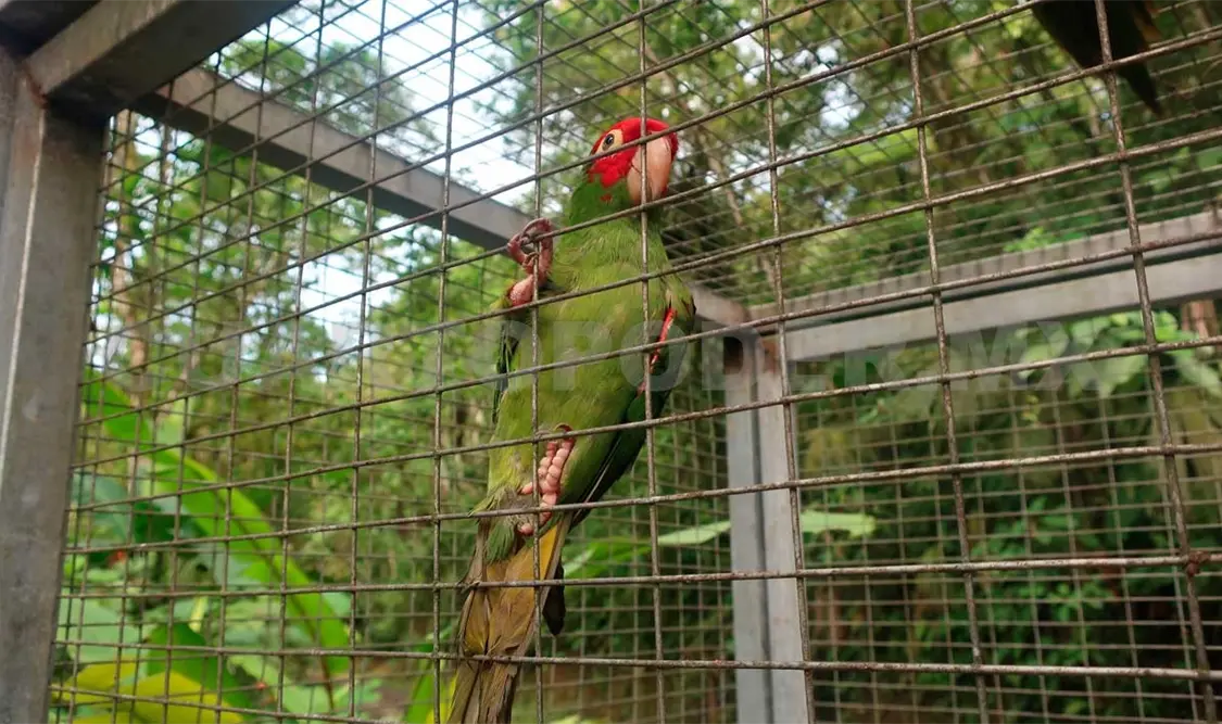 Hasta 78 mil loros son saqueados cada año: Pronatura
