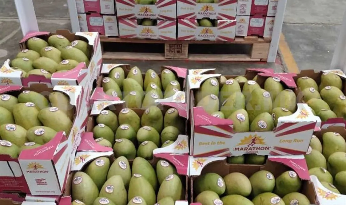 Se mantiene exportación de mango Ataulfo orgánico