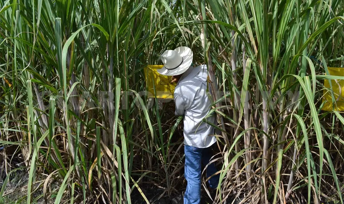 A la alza producción de sectores alternativos