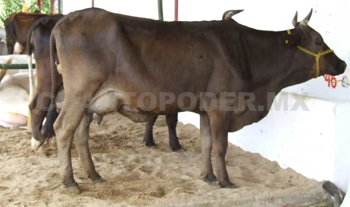 Durante el 2020, el estado produjo 436 mil 62 litros de leche. Cortesía