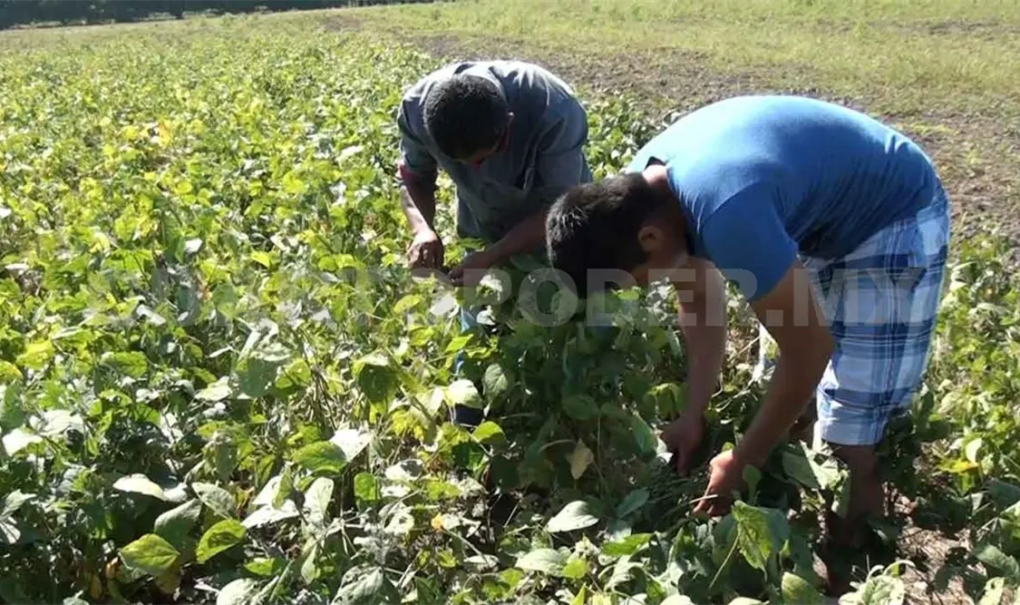 Cae de nuevo cosecha de soya en un 40 por ciento