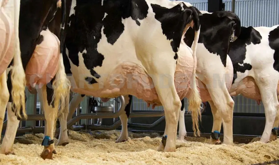 Incrementa producción de leche