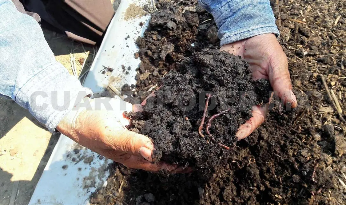 El uso de “compost” y el “vermicompost” en el manejo de desechos se hace cada vez más importante. Cortesía