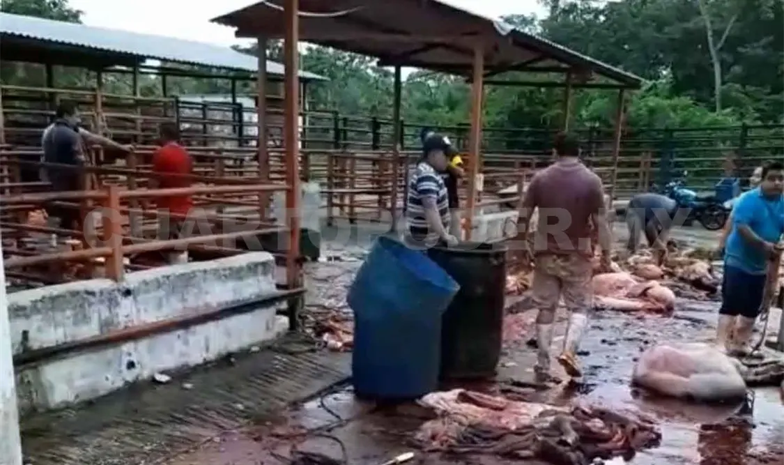 Al aire libre se sacrifican cientos de animales