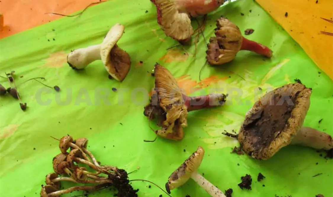 Más de 15 hongos pueden causar mortalidad