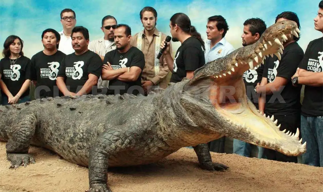 Investigan componente inmunológico de cocodrilos