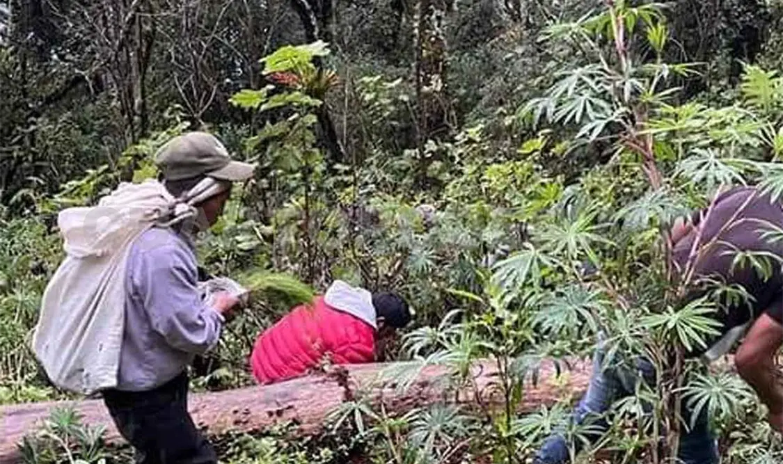 Pobladores y Conanp replantan áreas del Tacaná