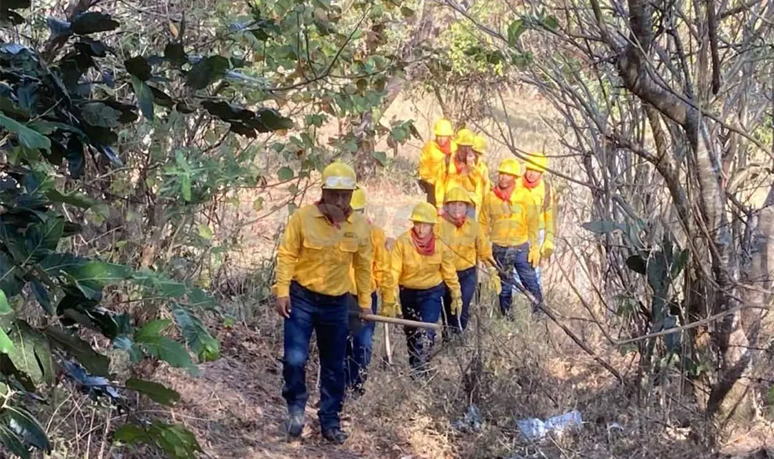 Trabajan por la conservación de ecosistemas forestales