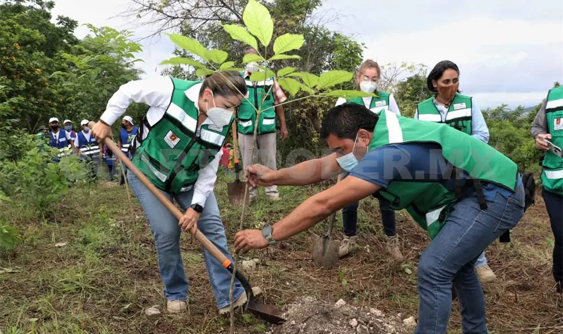 Reforestan zonas del Cañón del Sumidero