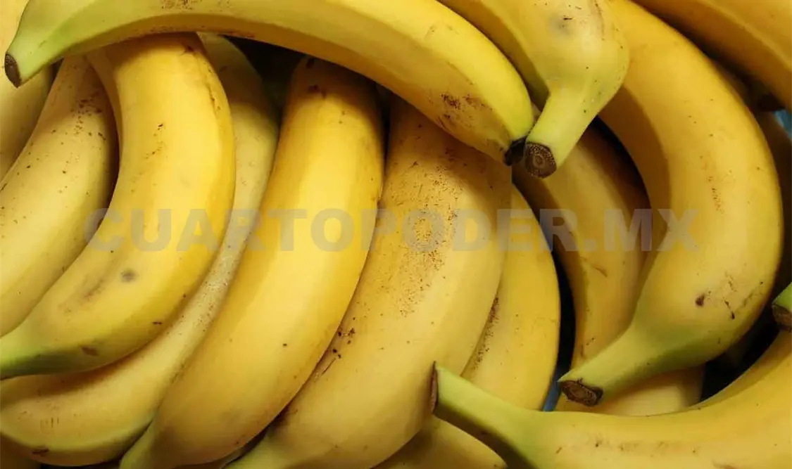 Cerca la erradicación del moko del plátano