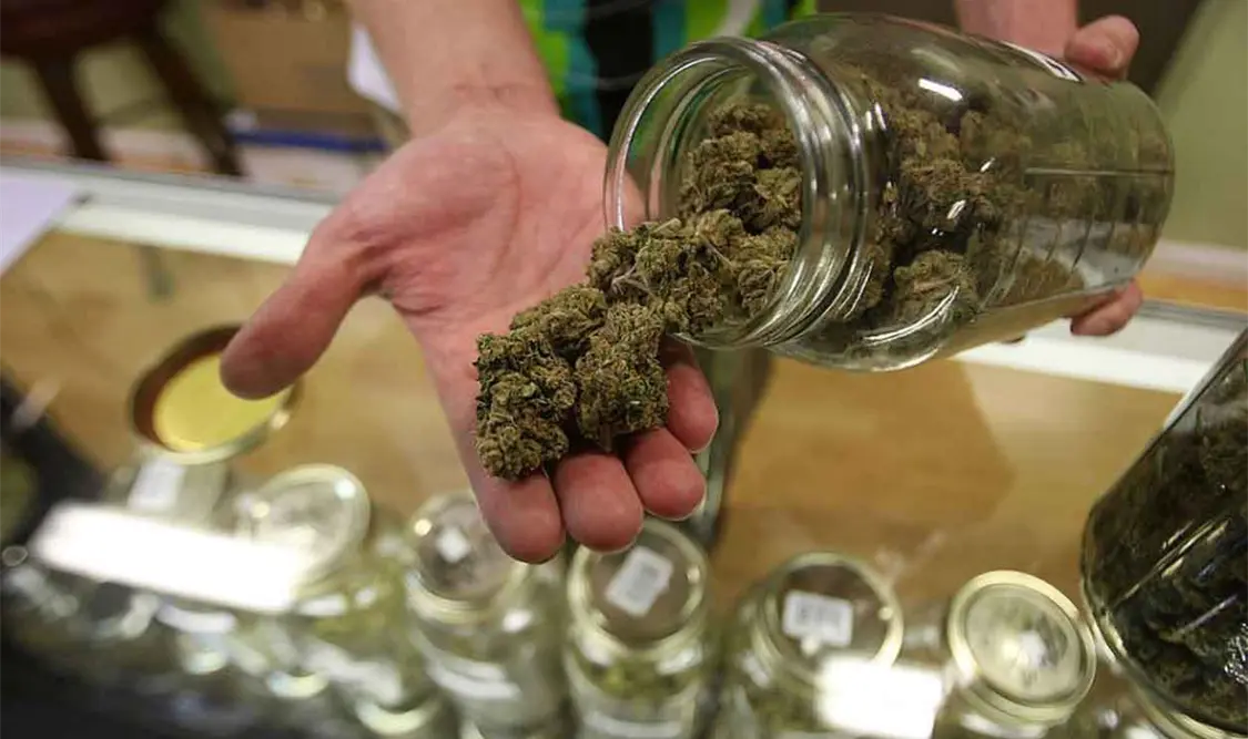 Usos de la marihuana deberán hacerse públicos