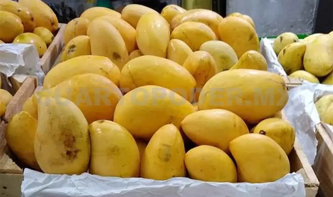 Productores de mango reconocen buena cosecha