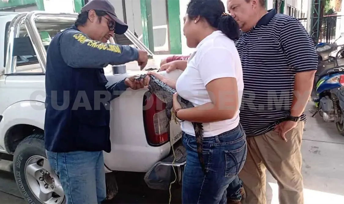 Capturan lagarto en terminal de autobuses