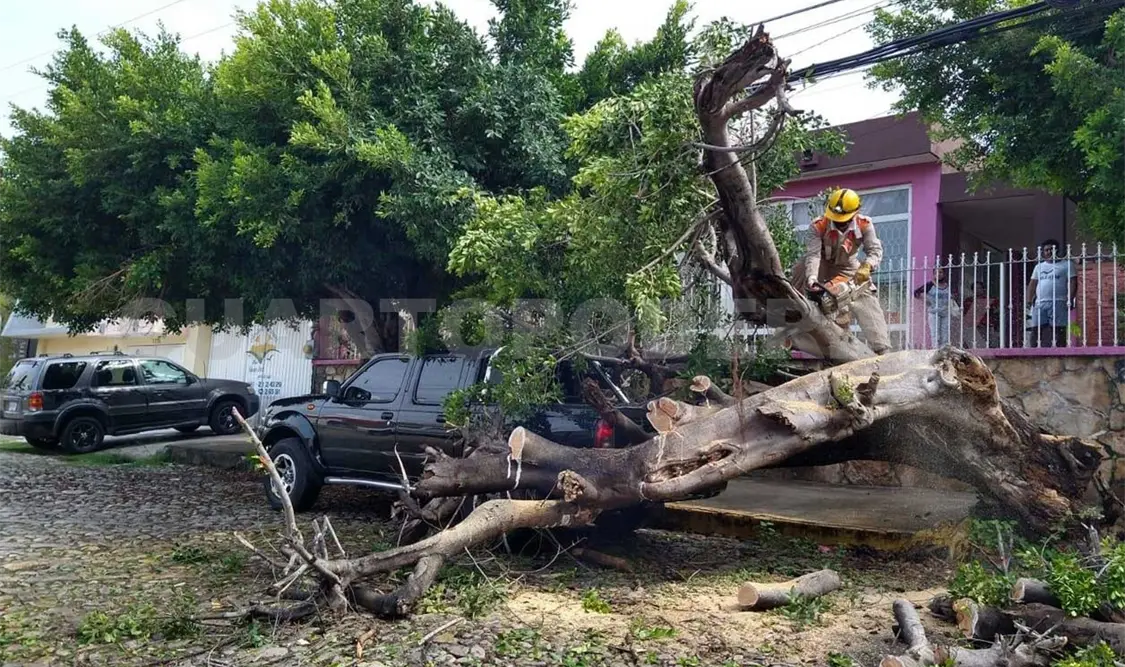 Cae árbol sobre camioneta; no hay heridos